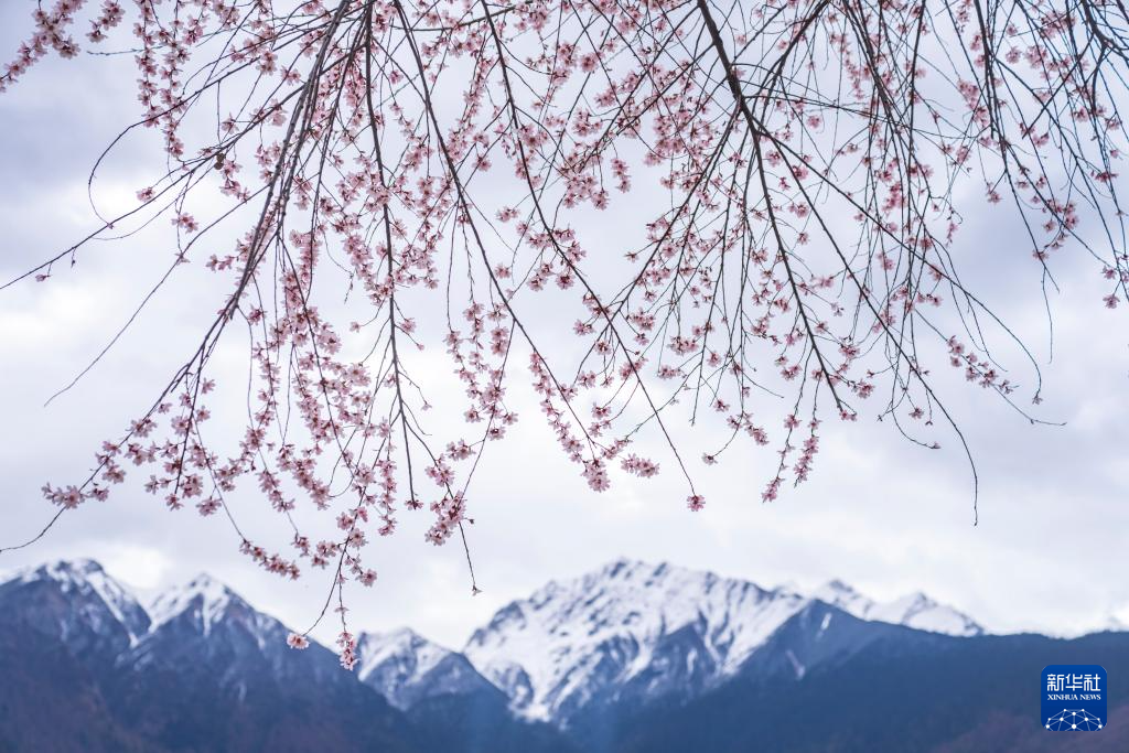 西藏林芝：南迦巴瓦峰腳下，赴一場(chǎng)“桃花之約”