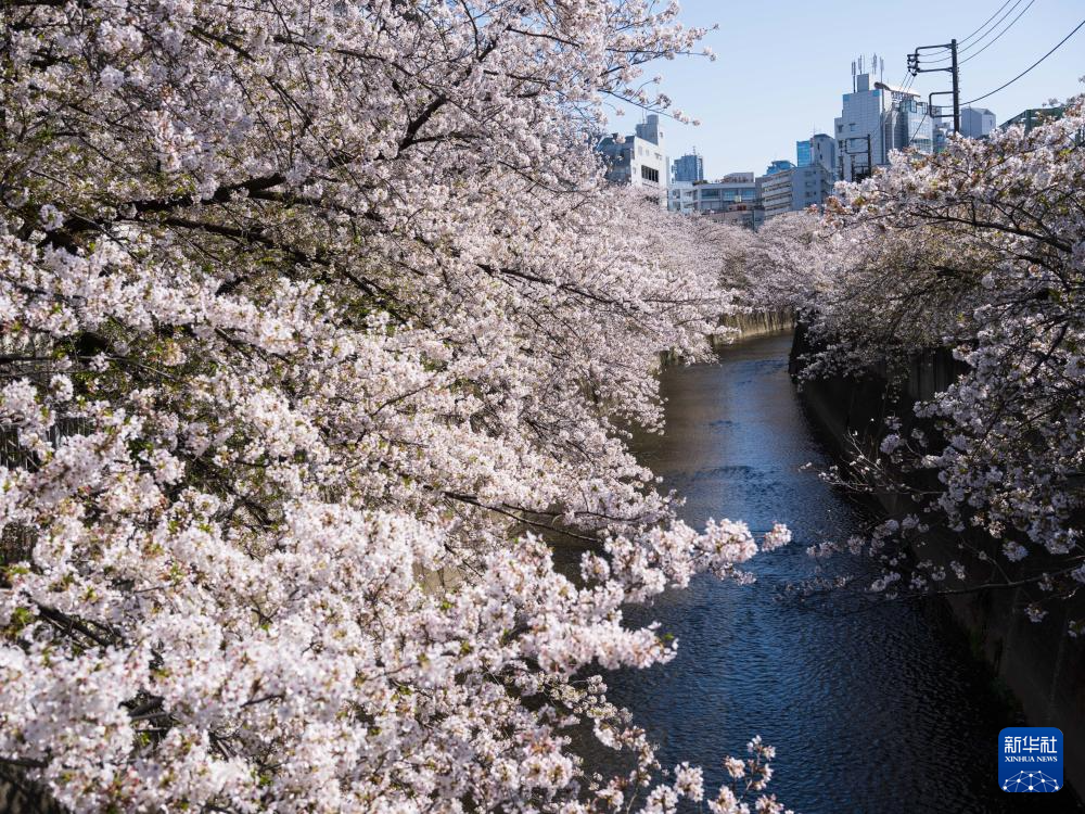 東京：春日賞櫻